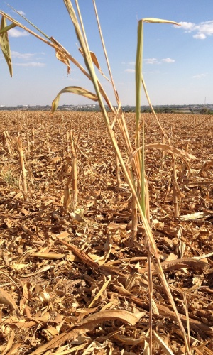 Campo de milho após a colheita da safra de meio de ano, em Sorriso (MT)