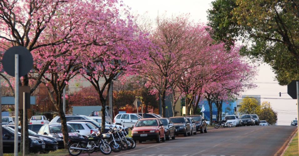 18.set.2012 - Muitas ruas da cidade são arborizadas com espécies de bonita floração