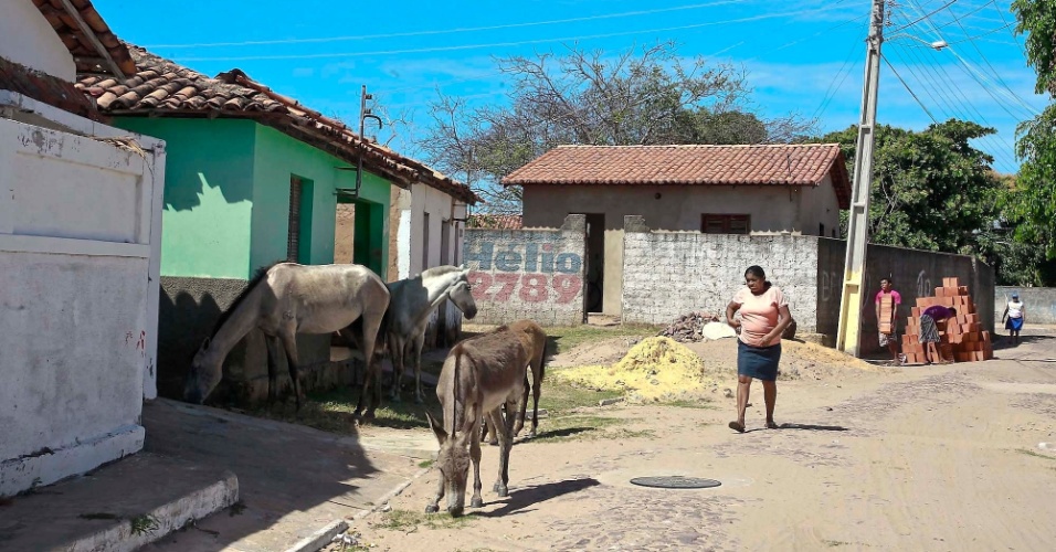 19.set.2012 - Animais circulam no centro do município de Ilha Grande, no Piauí