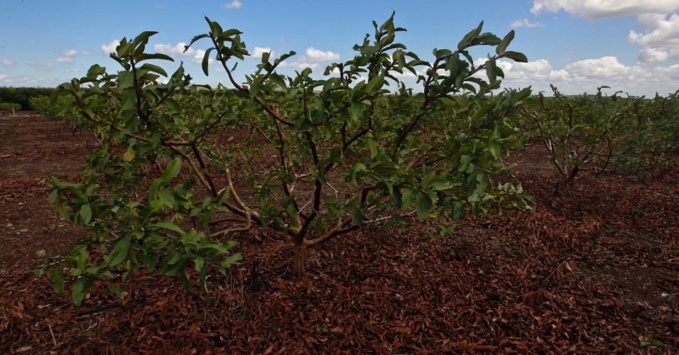 19.set.2012 - Plantação é irrigada em Canindé de São Francisco, em Sergipe