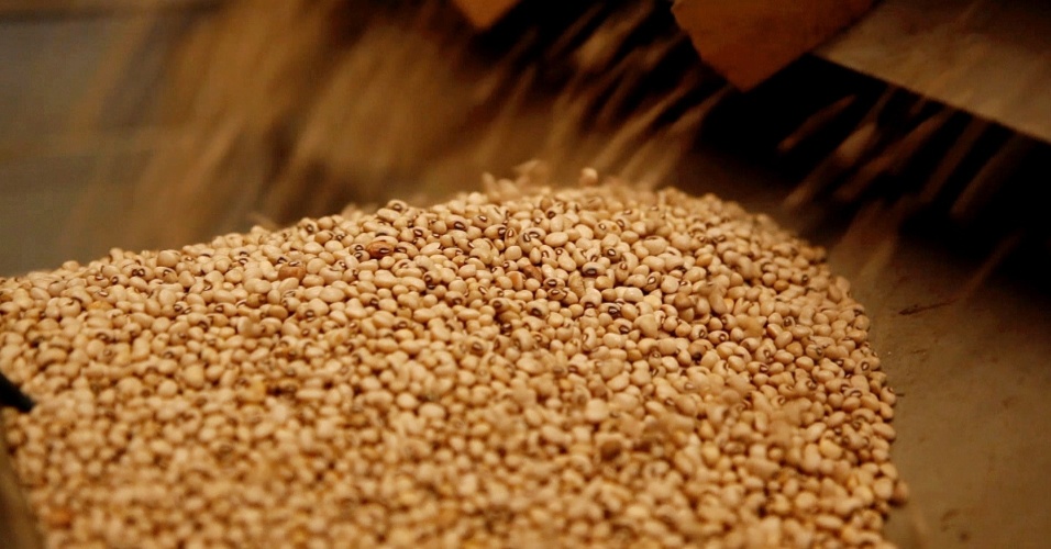 Beneficiamento de grãos de soja em Sorriso (MT)