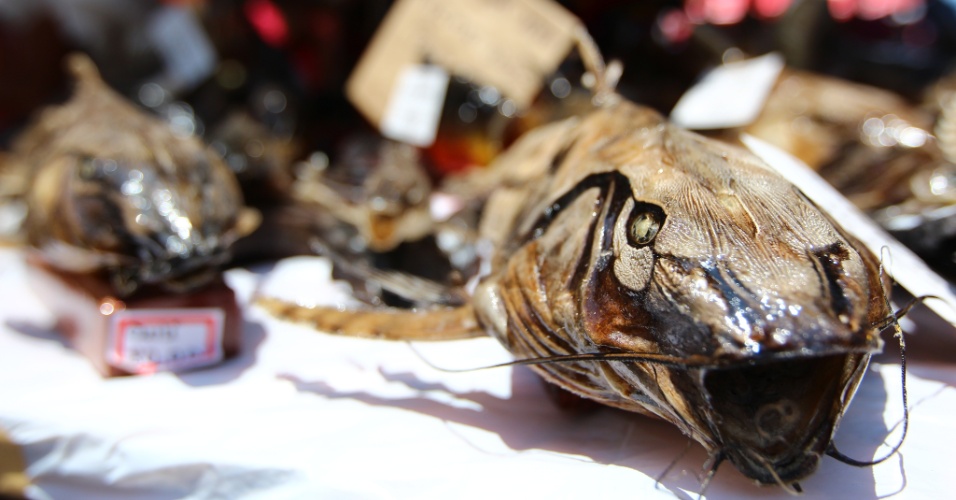 24.set.2012 - Comércio local de Manaus, no Amazonas, vende peixes como enfeite