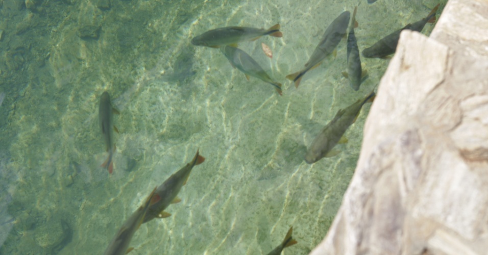 Várias piraputangas, peixe comum na região de Bonito (MS), podem ser vistas no Balneário Municipal da cidade, onde os visitantes podem passar o dia à beira do rio 